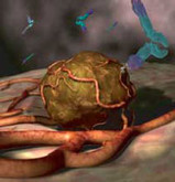 Bevacizumab 2 V14f01 Bevacizumab 2 V14f01