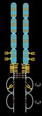 Enbrel V13D19 Enbrel V13D19