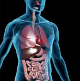 Endocrinology 1 V13J31