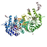 Fabry Agalsidase beta V17J06 Fabry Agalsidase beta V17J06