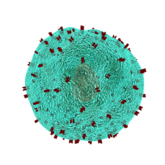 T cell V21G23 T cell V21G23